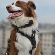 Best for Australian Shepherd - £63.90