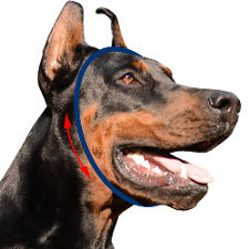French Bulldog Dog Collar Size