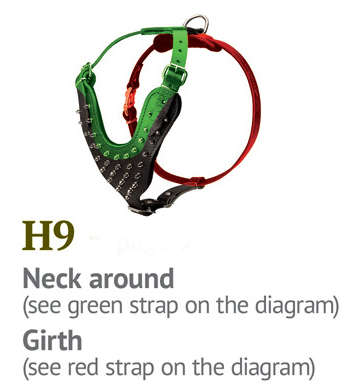 How to Size Dog Harness