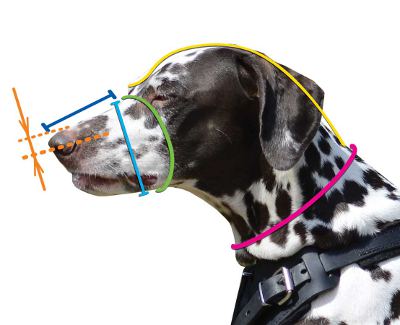 How to Measure Dog Muzzle