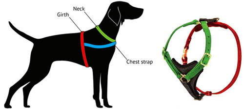 How to Measure Bulldog for Harness