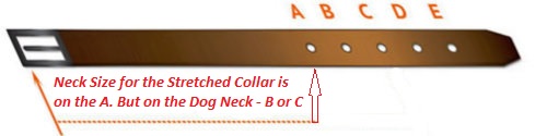 How to Size Dog Collar