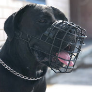 Basket Muzzle for Cane Corso with Antifreeze Rubber Covering