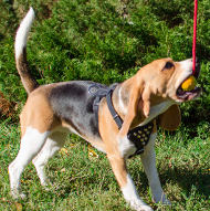 Tug of War Rope Dog Toy