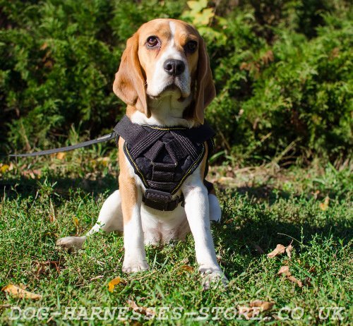 Beagle Harness UK