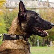 NEW Dog Collar with Plates for Belgian Malinois