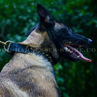 Brass Spiked Leather Dog Collar for Belgian Malinois Luxury Look