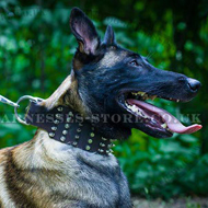 Extra Wide Leather Dog Collar Pyramids and Spikes for Malinois