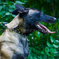 Narrow Leather Dog Collar Half-Ball Studs for Belgian Malinois