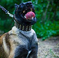Belgian Malinois Collar Extra Wide with Five Rows of Pyramids