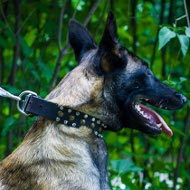 Malinois Collar Leather Handmade with Mix of Super Modern Decor