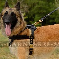 Belgian Tervuren Dog Harness Leather for Pulling and Tracking