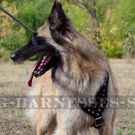 Belgian Tervuren Dog Harness with Nickel-Plated Spikes, Leather