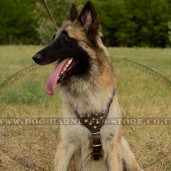 Belgian Tervuren Dog Harness Leather with Brass Studded Chest