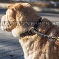 Best Collar for a Shar-Pei Obedience Training