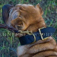 Best Collar for Shar-Pei Control of Extra Wide Spiked Leather