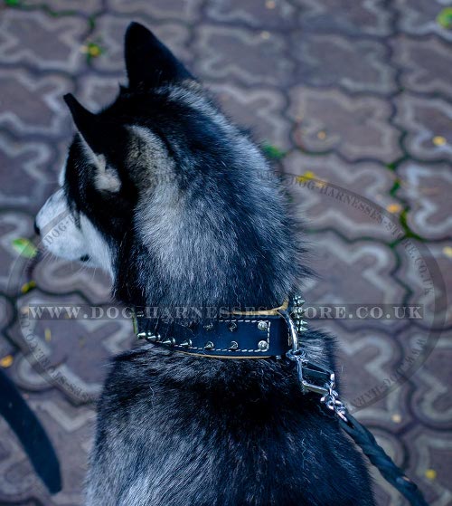 Best Collar for Walking a Husky of Large Size and Great Strength Best Collar for Walking a Husky of Large Size and Great Strength