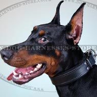 Best Doberman Dog Collar of Leather with Soft Felt Lining