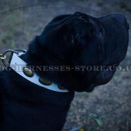 Best Dog Collar for Shar-Pei Extravagant Look During Walking Best Dog Collar for Shar-Pei Extravagant Look During Walking