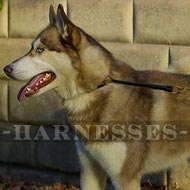 Best Dog Collar for Siberian Husky Safe Obedience Training