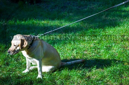 Best Dog Leashes UK