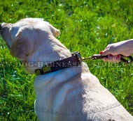 Best Leash for Labrador Retriever Short Control and Fast Grab