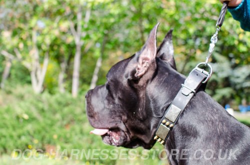 Decorative Leather Dog Collar UK