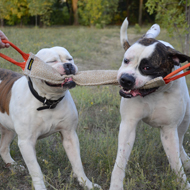 Dog Spring Pole