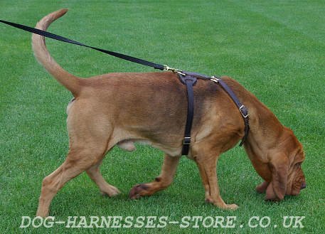 Bloodhound Harness UK