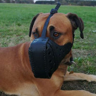 Boerboel Muzzle of Durable Leather for Agitation Training