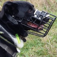 Border Collie Muzzle