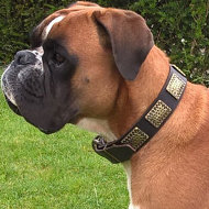Boxer Dog Collar of Leather with Ancient-Like Large Brass Plates