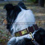 Brass Plated Leather Dog Collar Ancient Design for Collie Walks