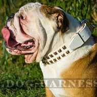 British Bulldog Collar of White Leather, Caterpillar Brass Studs British Bulldog Collar of White Leather, Caterpillar Brass Studs