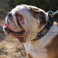British Bulldog Decorative Dog Collar Old-Like Plates and Cones