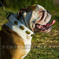 Shabby Chic Dog Collar in White Leather for British Bulldog Shabby Chic Dog Collar in White Leather for British Bulldog