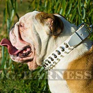 Studded and Spiked Def British Bulldog Collar in White Leather Studded and Spiked Def British Bulldog Collar in White Leather
