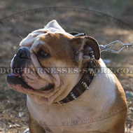 Fashion Dog Collar Spikes and Studs Combo for British Bulldog