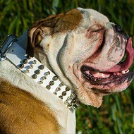 British Bulldog Collar of White Leather, Awesome Design British Bulldog Collar of White Leather, Awesome Design