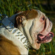 British Bulldog Collar of White Spiked Leather - Cool Design British Bulldog Collar of White Spiked Leather - Cool Design