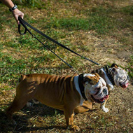 British Bulldog Leads UK