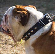 Dog Walking Collar of Surpassing Design for British Bulldog