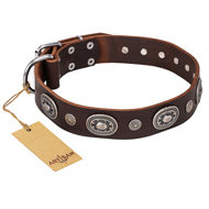 Brown Leather Dog Collar Adorned, "Extra Pizzazz" FDT Artisan
