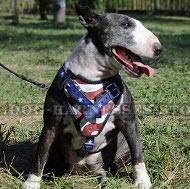 Handmade Dog Harness for Bull Terrier, American Flag Painting