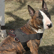 Bull Terrier Harness UK