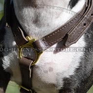 Bestseller! Bull Terrier Leather Walking and Tracking Harness