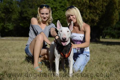 Bull Terrier Wearing Dog Harness with Flame