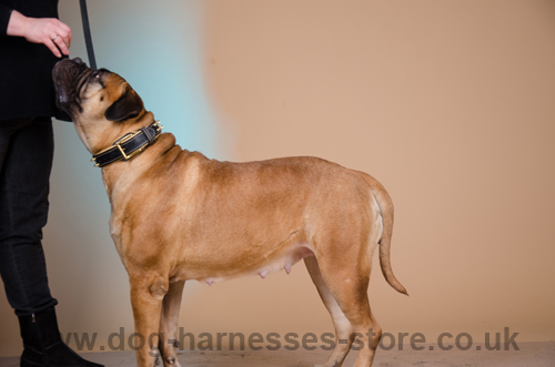 Bullmastiff Wearing Spiked Dog Collar