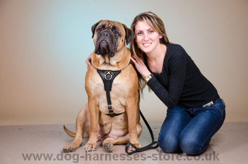 Bullmastiff Harness UK