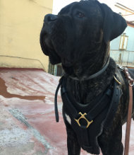 Cane Corso Harness of Leather, Extra Strong and Luxury Looking